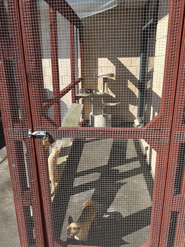 Kittens outdoor run facilities