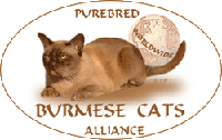Purebred Burmese Cat Alliance