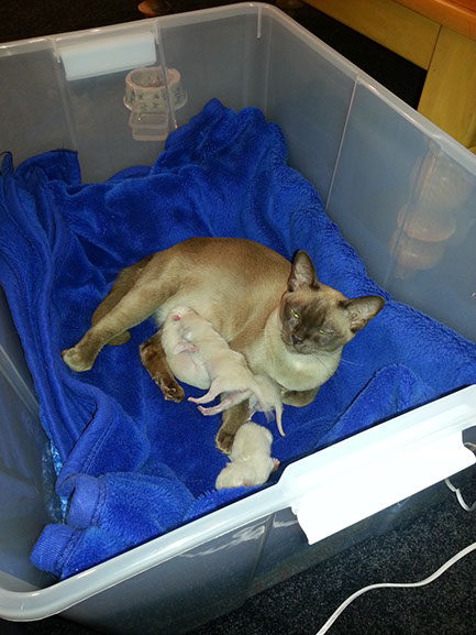 First Litter of Kittens