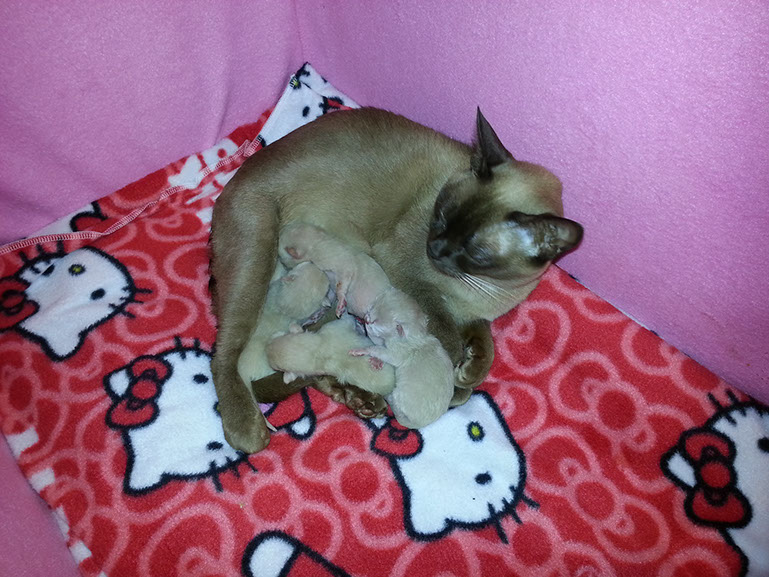 Izzie's Second Litter