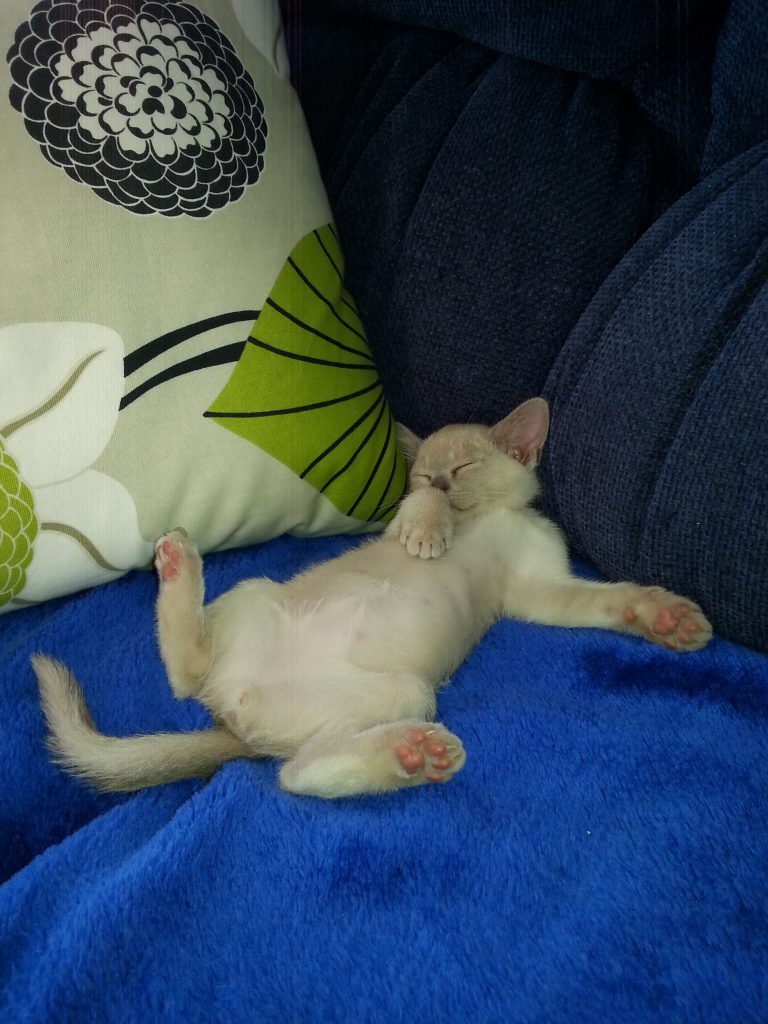 Lilac Burmese lounging