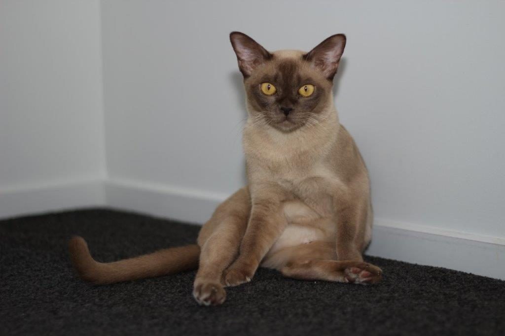 Chocolate Burmese Cat