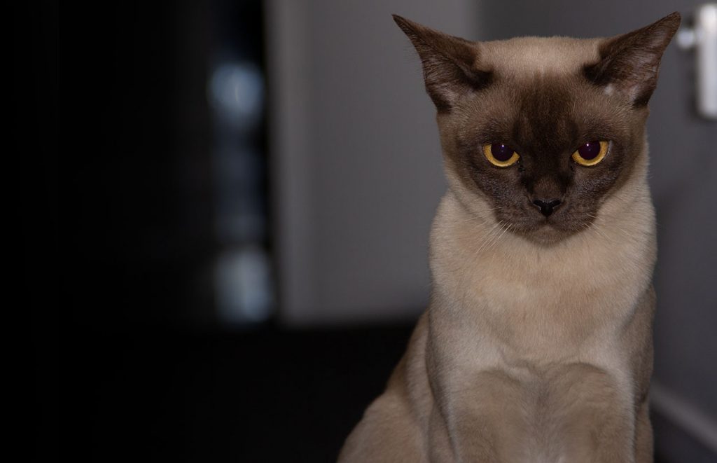 Daisy our Chocolate Burmese Cat
