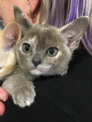 Blue Tortie